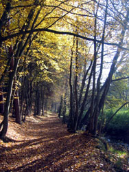 Ihrlerstein